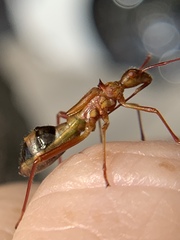 Hyalymenus longispinus