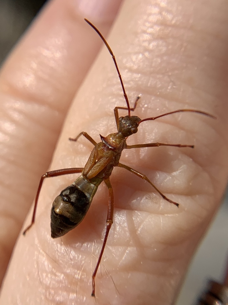 Hyalymenus longispinus