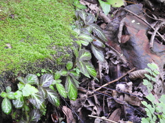 Phinaea multiflora