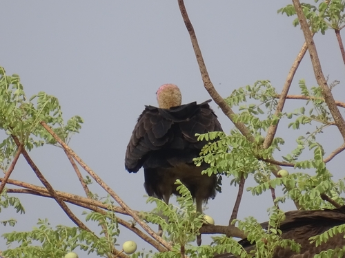 Hooded Vulture