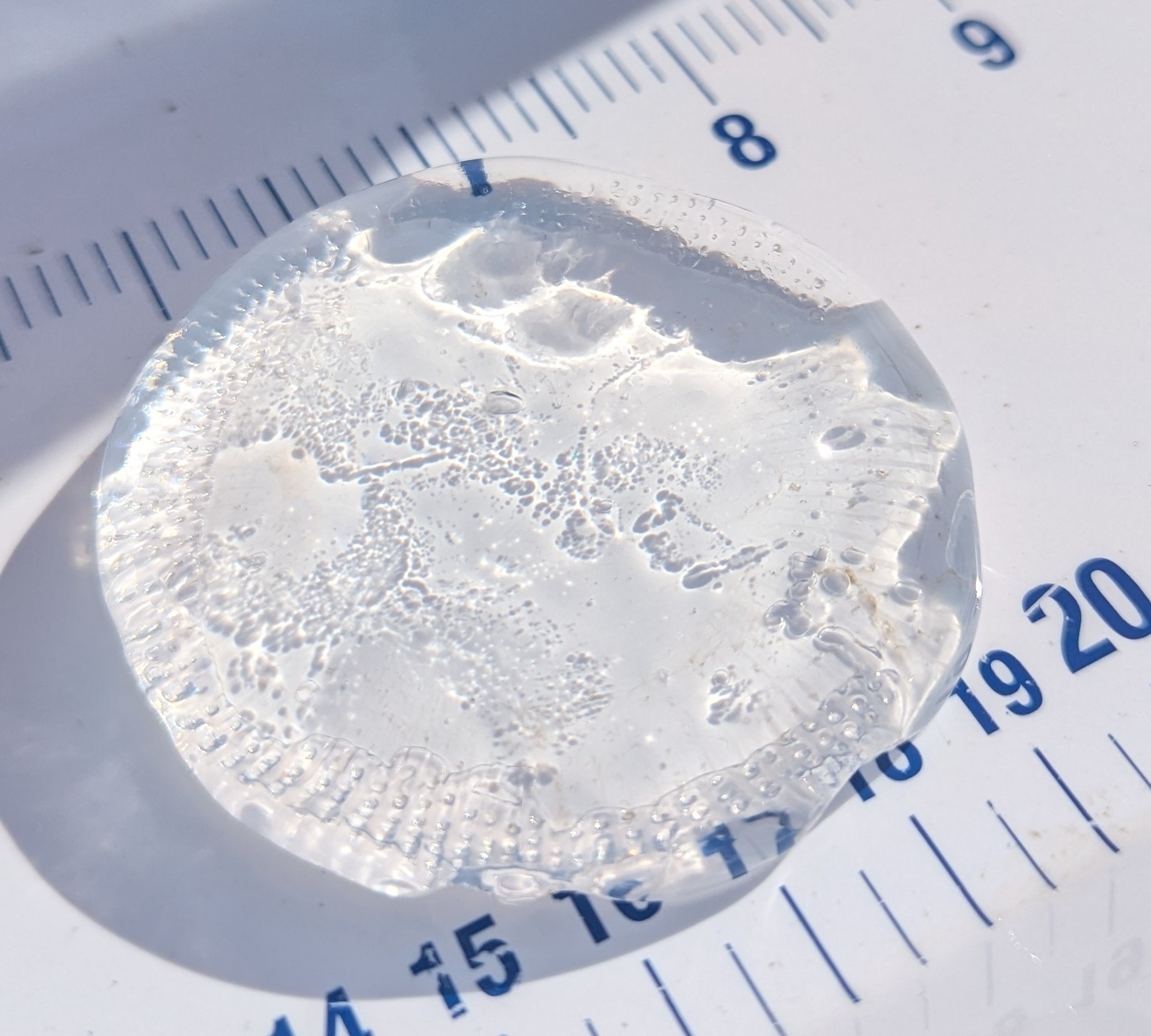 Rhacostoma atlanticum L.Agassiz, 1851
