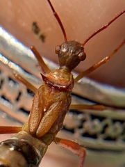 Hyalymenus longispinus
