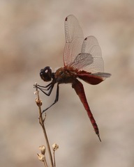 Tramea insularis