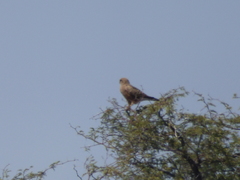Falco rupicoloides