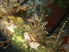 Thyroscyphus ramosus