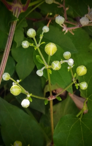 Clematis vitalba