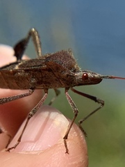 Leptoglossus concolor