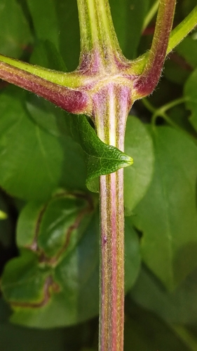 Clematis vitalba