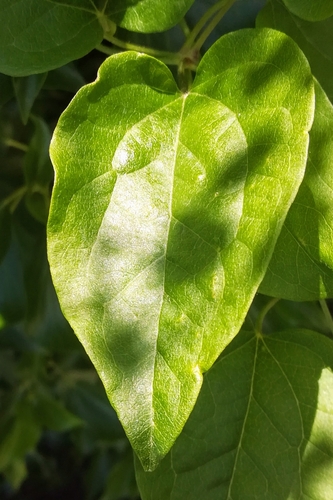 Clematis vitalba