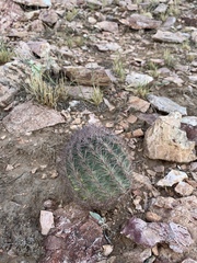 Echinomastus intertextus