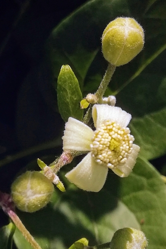 Clematis vitalba