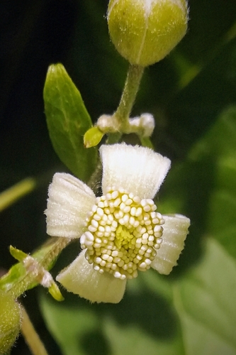Clematis vitalba