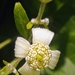 Clematis — photo 3