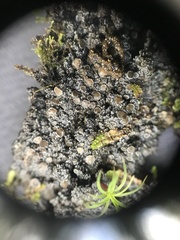 Protopannaria pezizoides