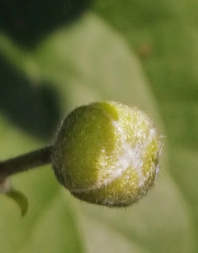 Clematis vitalba