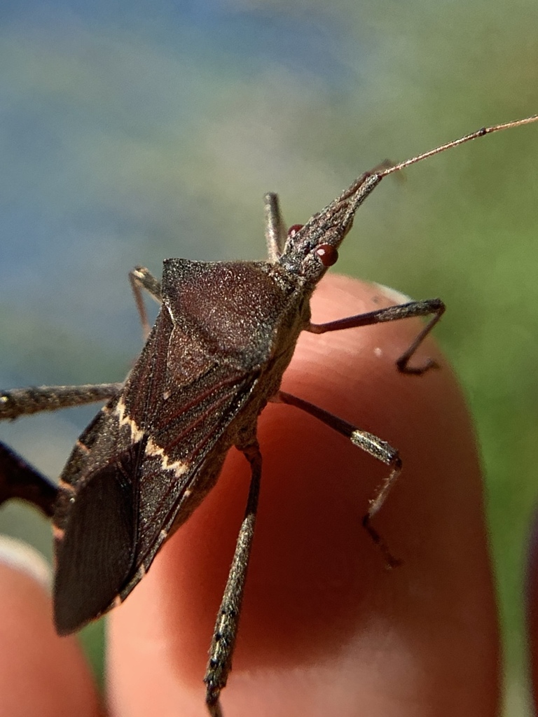 Leaf-footed bug