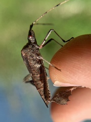 Leptoglossus concolor