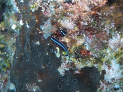 Elacatinus illecebrosus