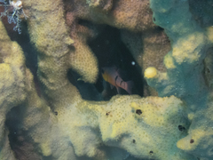 Apogon townsendi