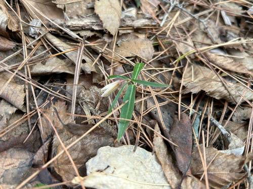 Fritillaria amabilis iNat (1)
