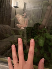 Osteopilus septentrionalis