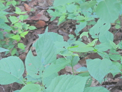 Chauliognathus distinguendus