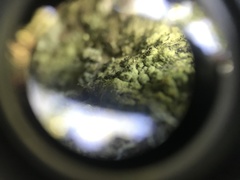 Microcalicium arenarium