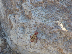 Probergrothius