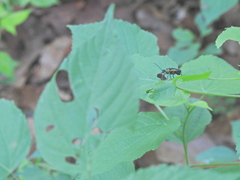 Chauliognathus distinguendus