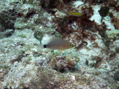 Hypoplectrus unicolor