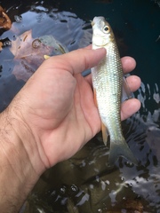 Moxostoma erythrurum