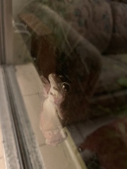 Osteopilus septentrionalis