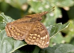 Junonia chorimene