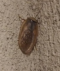 Homoeogamia mexicana