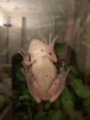 Osteopilus septentrionalis