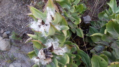 Asclepias notha