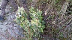 Asclepias notha