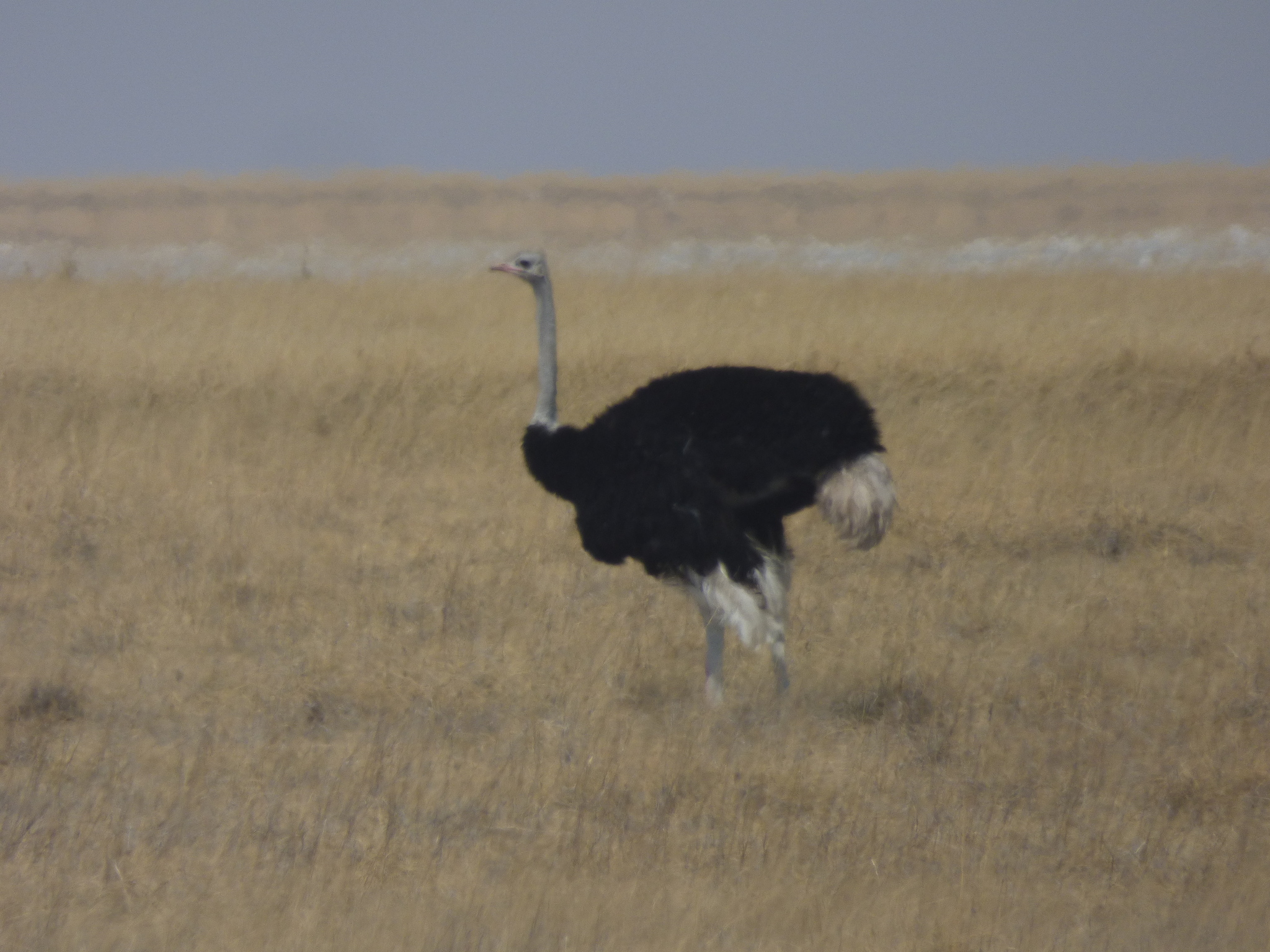 Common Ostrich