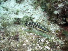 Serranus tigrinus