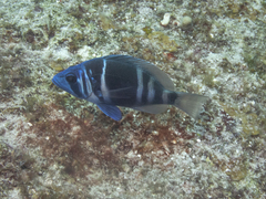 Hypoplectrus indigo