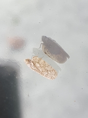 Flatoidinus punctatus