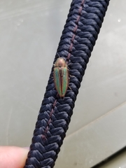 Buprestis striata