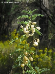 Sphaerophysa salsula