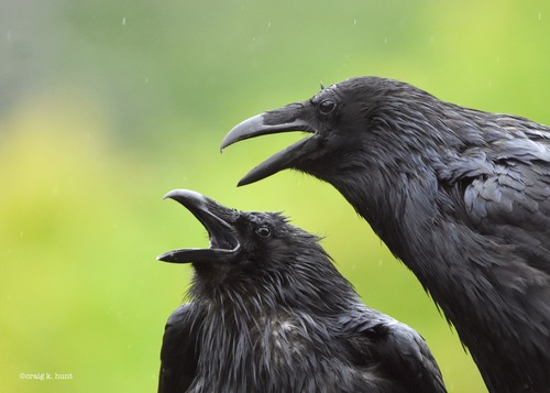 Grand Corbeau