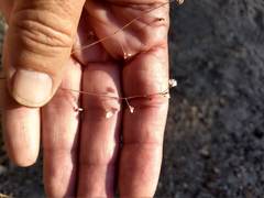 Eriogonum apiculatum