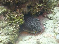 Sanopus splendidus
