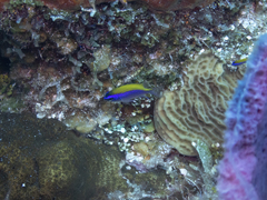 Chromis insolata