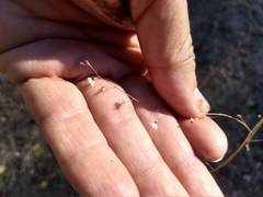 Eriogonum apiculatum