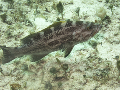 Mycteroperca interstitialis