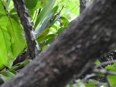 Epidendrum ciliare